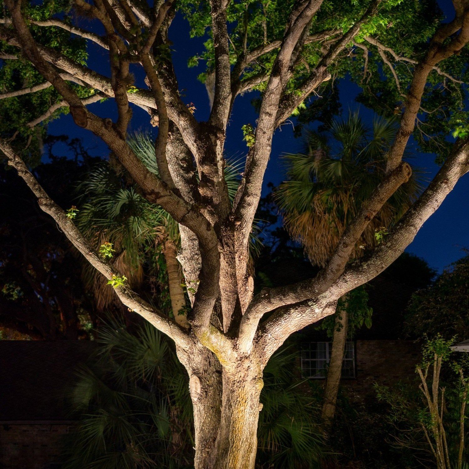 Majestic live oak illuminated by dramatic landscape lighting at night.